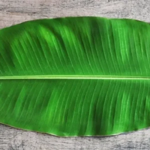 Lá chuối