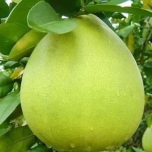 Quả bưởi