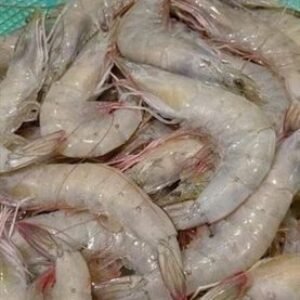 Tôm Tươi Đông Lạnh (20-30con/1kg)